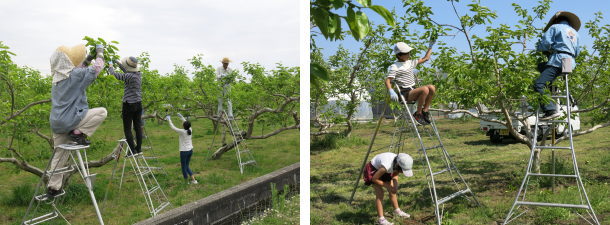 富有柿の家族総出での摘蕾作業